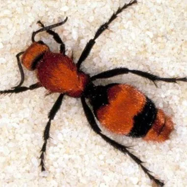 thumbnail for publication: Velvet Ants, Mutillidae (Insecta: Hymenoptera)